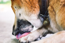 Male Dog Lying On The Ground And Licks His Paws. Dog Behavior And Habit Concept. Selective Focus.
