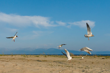 Wall Mural - White seagulls fly against the background of blue sky and clouds on a sunny day. birds on the sand by the sea