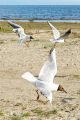 Wall Mural - White seagulls on a sandy beach on a sunny day. birds on the sand by the sea