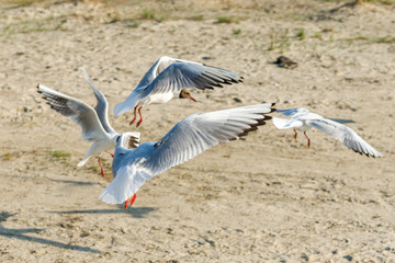 Wall Mural - White seagulls on a sandy beach on a sunny day. birds on the sand by the sea