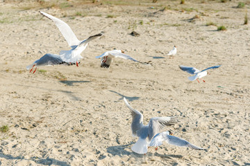 Wall Mural - White seagulls on a sandy beach on a sunny day. birds on the sand by the sea