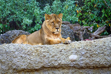 A Lioness Sitting On A Rock