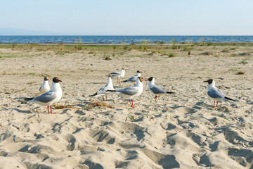 Wall Mural - White seagulls on a sandy beach on a sunny day. birds on the sand by the sea