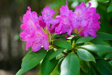 Pink Rhododendron Flowers Growing On A Shrub In The Spring