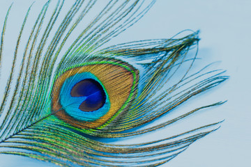  peacock feather on blue wooden background