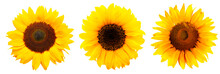 Drei Sonnenblumen Isoliert Auf Weißem Hintergrund