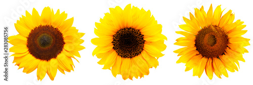 Fotografía Drei Sonnenblumen isoliert auf weißem Hintergrund
