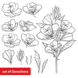 Fototapeta  - Set with outline ornate Oenothera or evening primrose flower bunch with bud and leaf in black isolated on white background.
