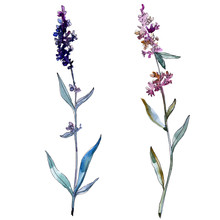Lavender Floral Botanical Flowers. Watercolor Background Illustration Set. Isolated Lavender Illustration Element.
