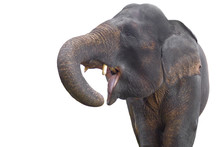 Isolated Elephant Open Mouth On White Background. Isolated Animal. Close Up Of Happy Elephant. Transparent Background.