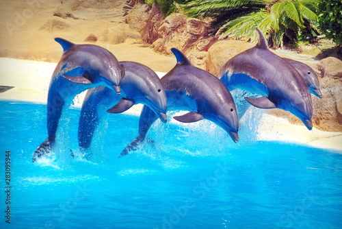 イルカ アドビストックのデザイン かべいろ Com おしゃれ壁紙リフォーム貼り替え インクジェット壁紙のかべいろ Com