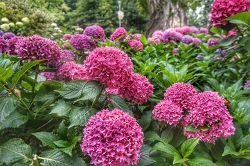 lugano, switzerland, europe, european, lake, alps, mountain, ticino, canton, flower, pink, nature, spring, garden, plant, lilac, purple, blossom, green, bloom, bush, floral, leaf, summer, beauty, beau