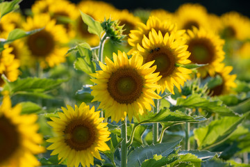 Sunflowers in a field