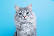 © KDdesignphoto - Funny smiling gray tabby cute kitten with blue eyes. Portrait of lovely fluffy cat.