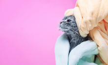 Funny Smiling Wet Gray Tabby Cute Kitten In Green Bathrobe After Bath. Just Washed Lovely Fluffy Cat With Yellow Towel Around His Head On Pink Background.