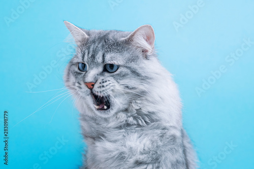 Cat Growls On Blue Background Large Longhair Gray Tabby Kitten