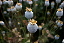 Poppy Seed Pods In Flower Meadow With Shallow Depth Of Field