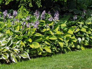 Wall Mural - flowering hosta, funkia, decorative garden plant