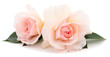 Leinwandbild Motiv Pink roses flowers.
