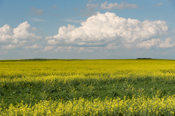 Canola field in full bloom on a farm  in Saskatchewan Canada with fluffy white clouds on a blue sky