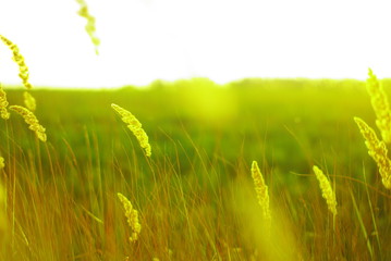 field of green grass