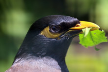 Head Of An Invasive Common Indian Myna, Acridotheres Tristis, Holding A Leaf In Its Bill
