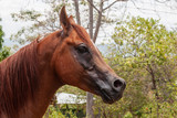 Fototapeta Konie - Free horse in Costa Rica