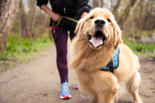 Sportswoman Jogging With Golden Retriever Dog