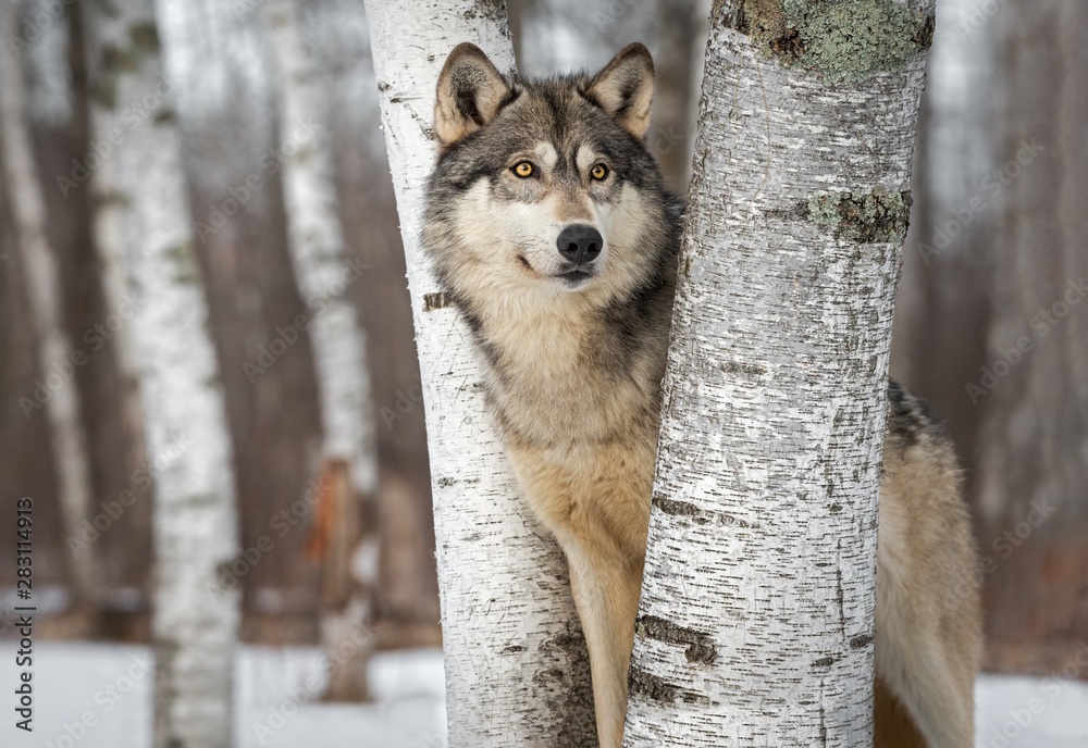 Grey Wolf (Canis lupus) Between Trees Looks Up and to Right Winter - obrazy, fototapety, plakaty 