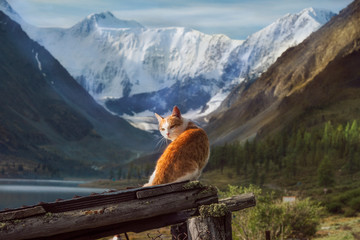 Red cat on a background of Belukha Mountain