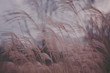 © Maria Louceiro - Close up view of fine grey grass swaying in breeze