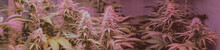 CANNABIS STRAINS & MARIJUANA PRODUCTS. Medical Strains For Commercial Growing