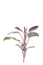 Twig Of Red Sage On Awhite Background
