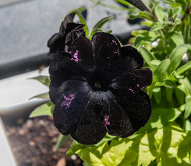 Wall Mural - Beautiful black petunia flower