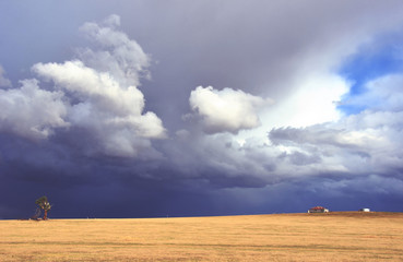 rural landscape with dramatic storm moving in over yellow field with farm shed and dead tree on the 