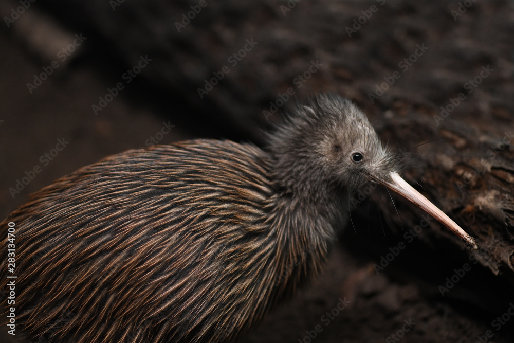 Kiwi