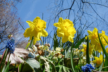 yellow daffodils on blue sky background