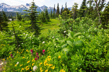 Canvas Print - Mountains meadow