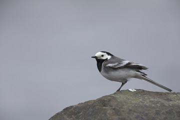 Wall Mural - A white wagtail (Motacilla alba) perched on a rock at the coast of Hundested Denmark.