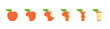 Red apple fruit bite stage set. From whole to apple core gradual decrease. Bitten and eaten. Animation progression. Flat vector illustration.