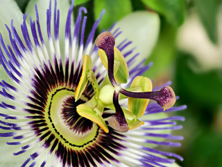 Wall Mural - Blaue Passiflora, Passiflora caerulea, Heimat ist Nordargentinien und Südbrasilien