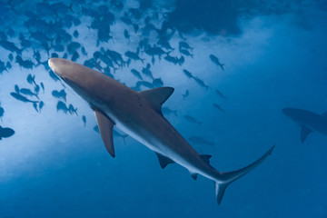 Wall Mural - Beautiful Caribbean Reef Sharks on the prowl for a meal in the crystal clear waters of the Turks and Caicos Islands.