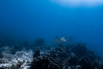 Wall Mural - An Spotted Eagle Ray swims over a reef in the crystal clear waters of the Turks and Caicos Islands in the Caribbean.