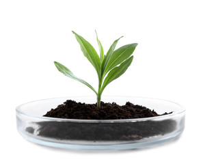 Green plant with soil in Petri dish isolated on white. Biological chemistry