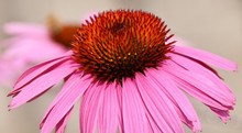 Close Up Of A Beautiful Pink Coneflower Blossoms