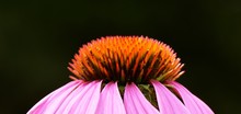 Close Up Of A Beautiful Pink Coneflower Blossoms