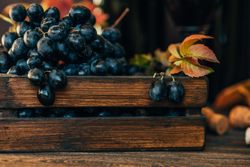 Grapes harvest. Vintage wooden box with freshly harvested black grapes at sunset in autumn harvest. Ripe grapes in fall. Wine and ripe grape served for a friendly party in a winery. Selective focus.