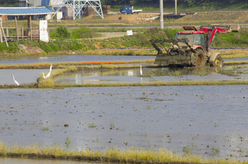 Wall Mural - working tractor and white heron  on paddy field