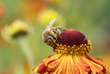 Front View Of A Honey Bee Sucking Nectar From A Red And Orange Coneflower