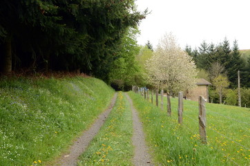 Wall Mural - Walking trail in French countryside with beautiful view on green flowering hills, France